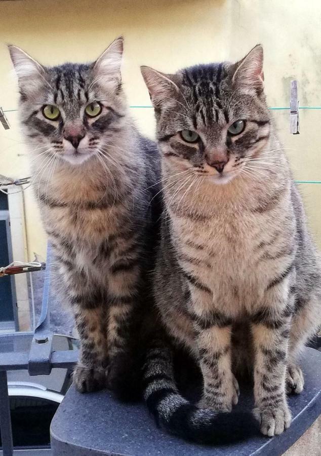 I Mici Di Emy Daire Katanya Dış mekan fotoğraf